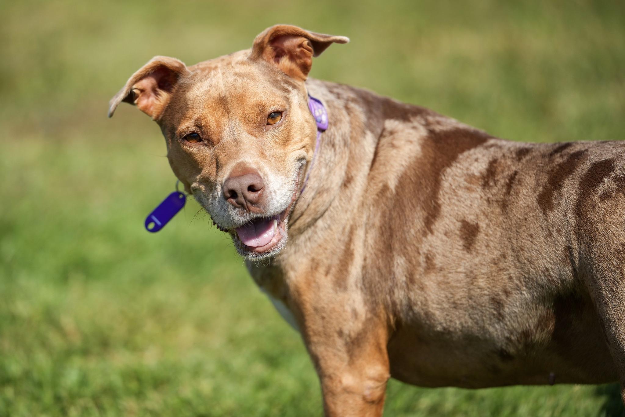 Enlarge Asia, a Adoptable Mixed Breed in Davenport, IA image 4/6