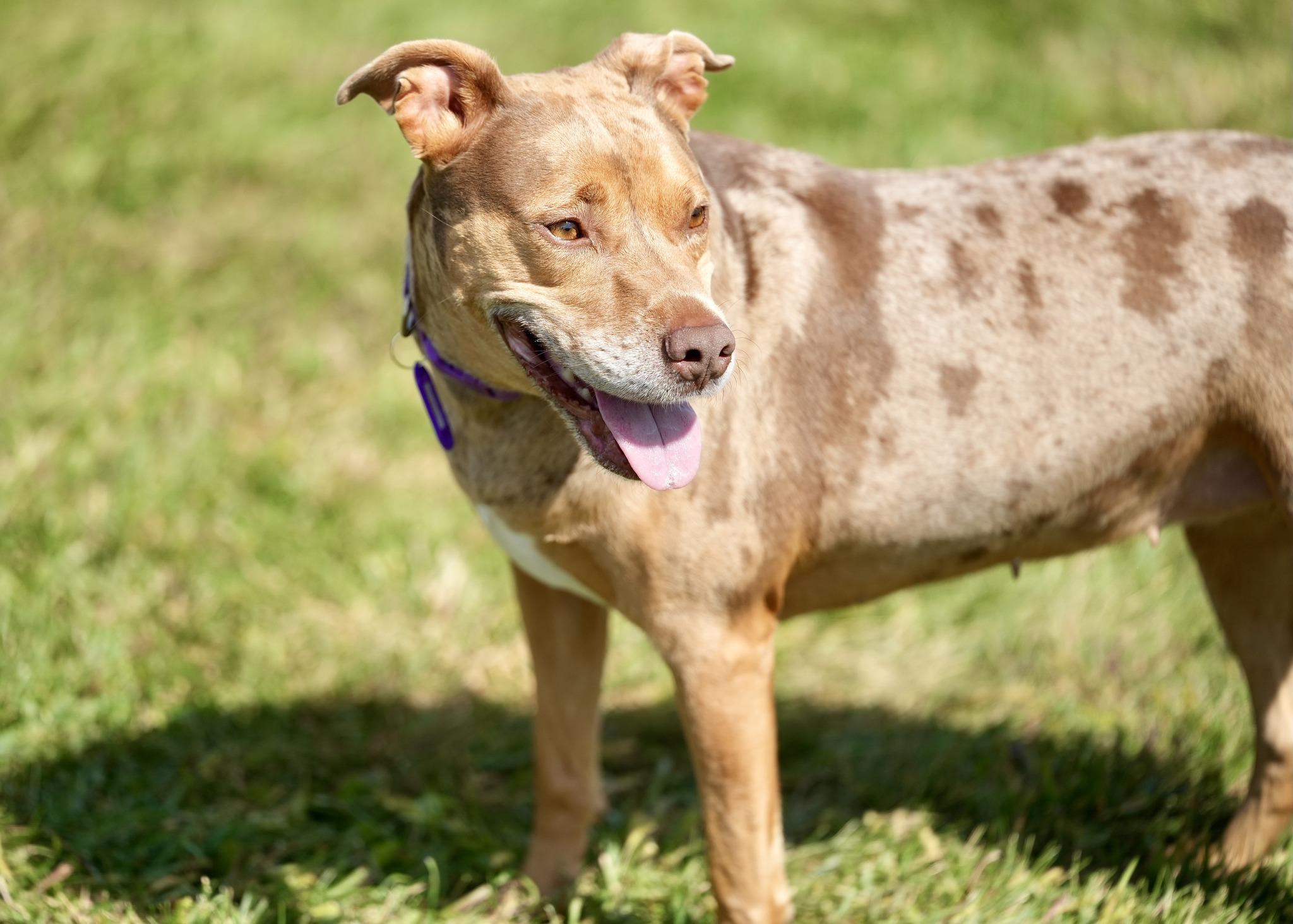 Enlarge Asia, a Adoptable Mixed Breed in Davenport, IA image 5/6