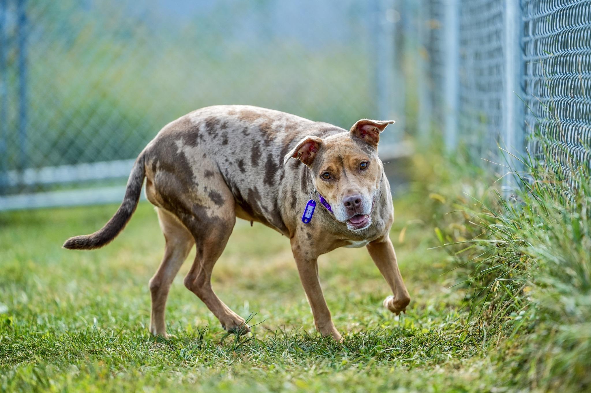 Enlarge Asia, a Adoptable Mixed Breed in Davenport, IA image 6/6