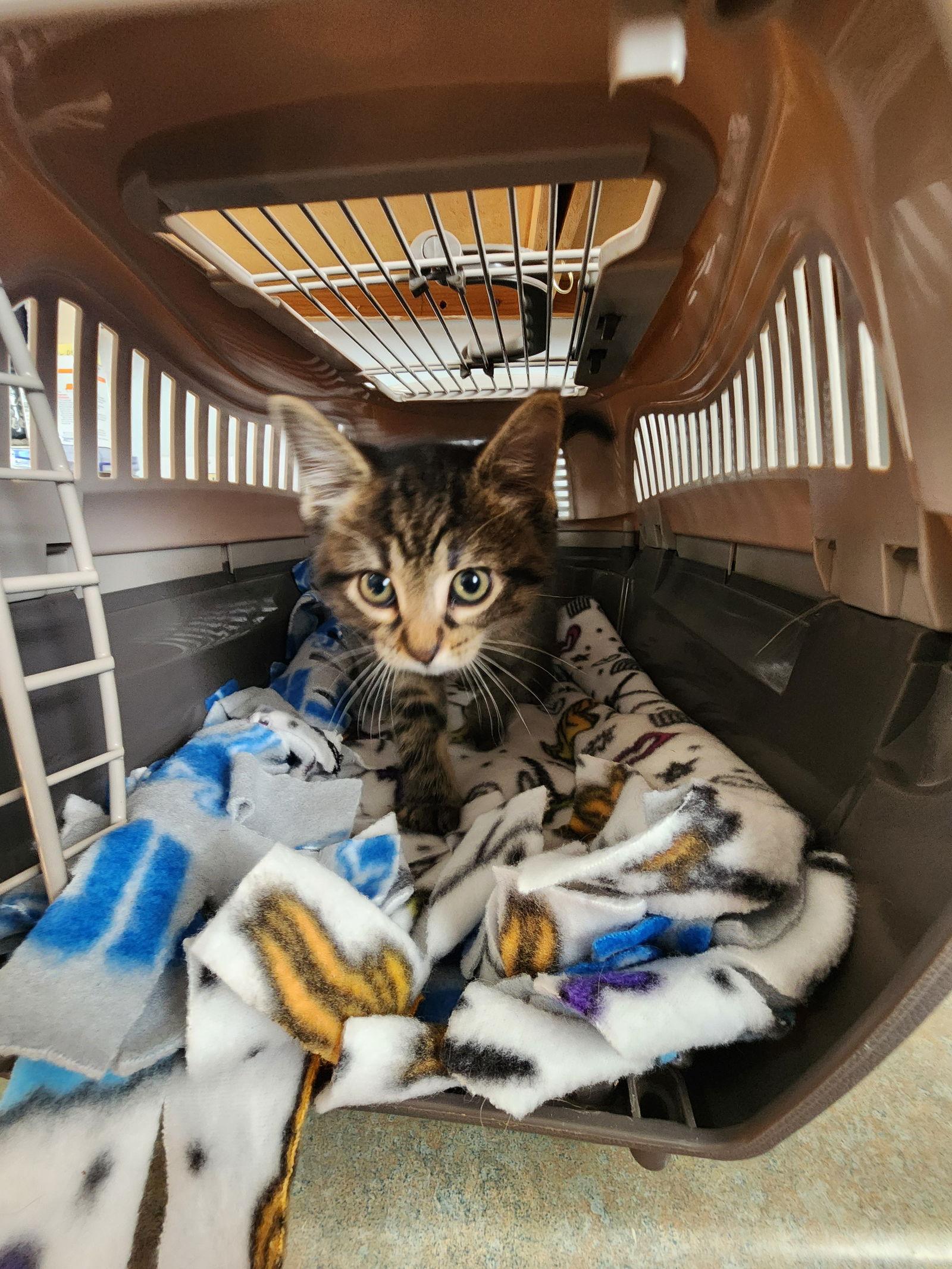 Twix, a Adoptable American Shorthair in Marine City, MI image 2/2