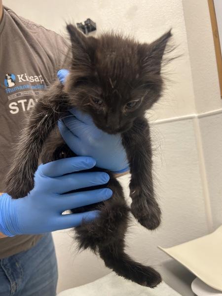 Nissan - Bonded W/ Chevrolet, Adoptable, Kitten Male Domestic Short Hair.