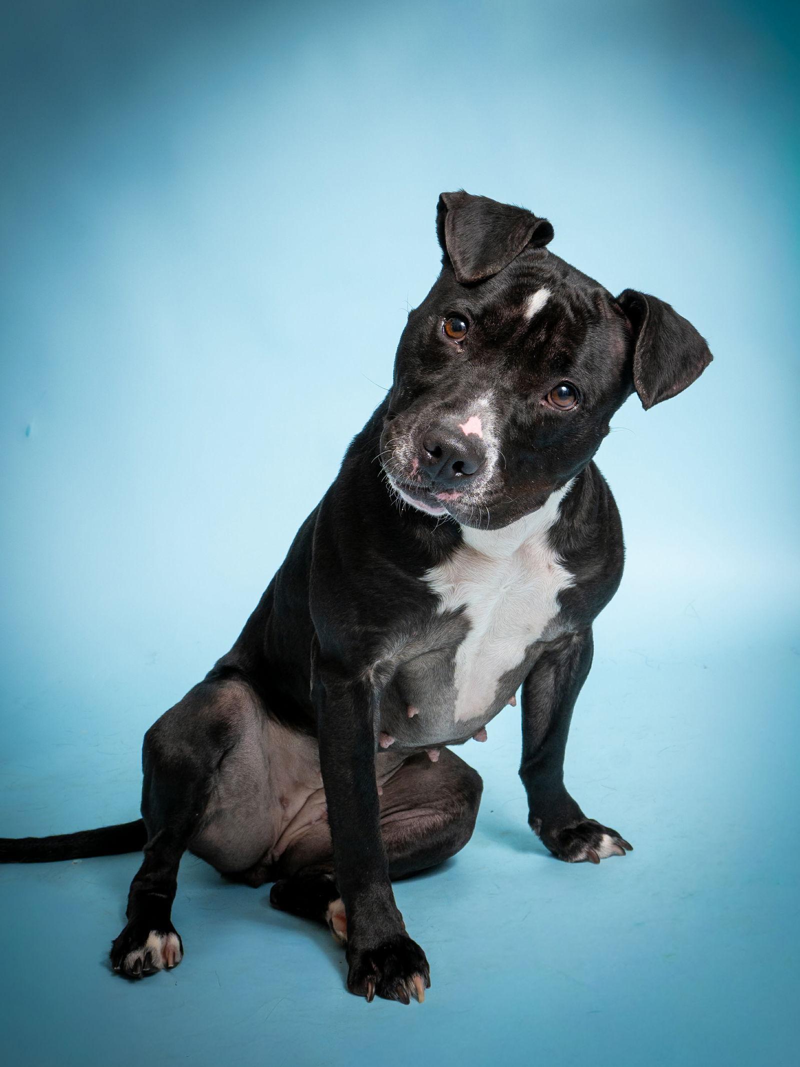 Raven, Adoptable, Adult Female Pit Bull Terrier.