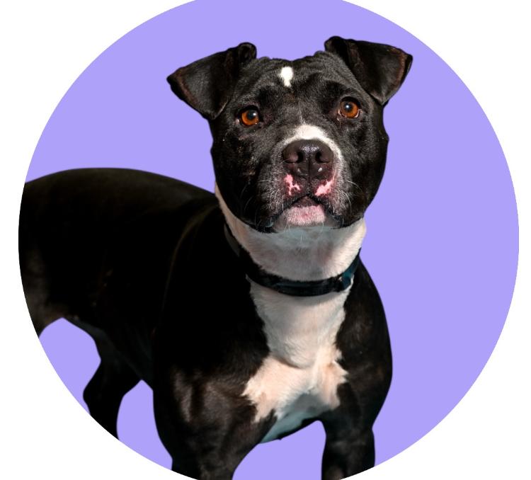 Raven, Adoptable, Adult Female Pit Bull Terrier.