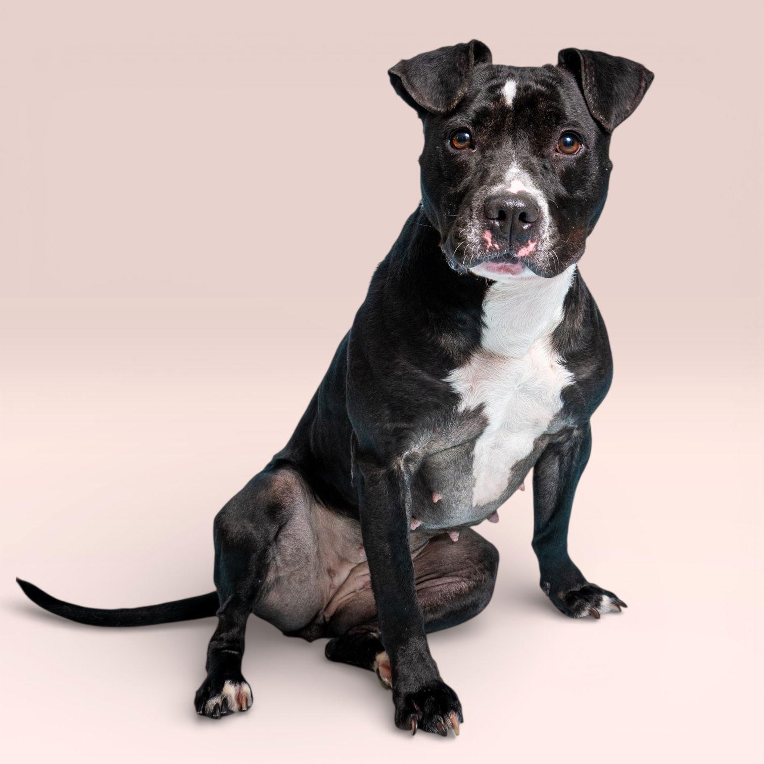 Raven, Adoptable, Adult Female Pit Bull Terrier.
