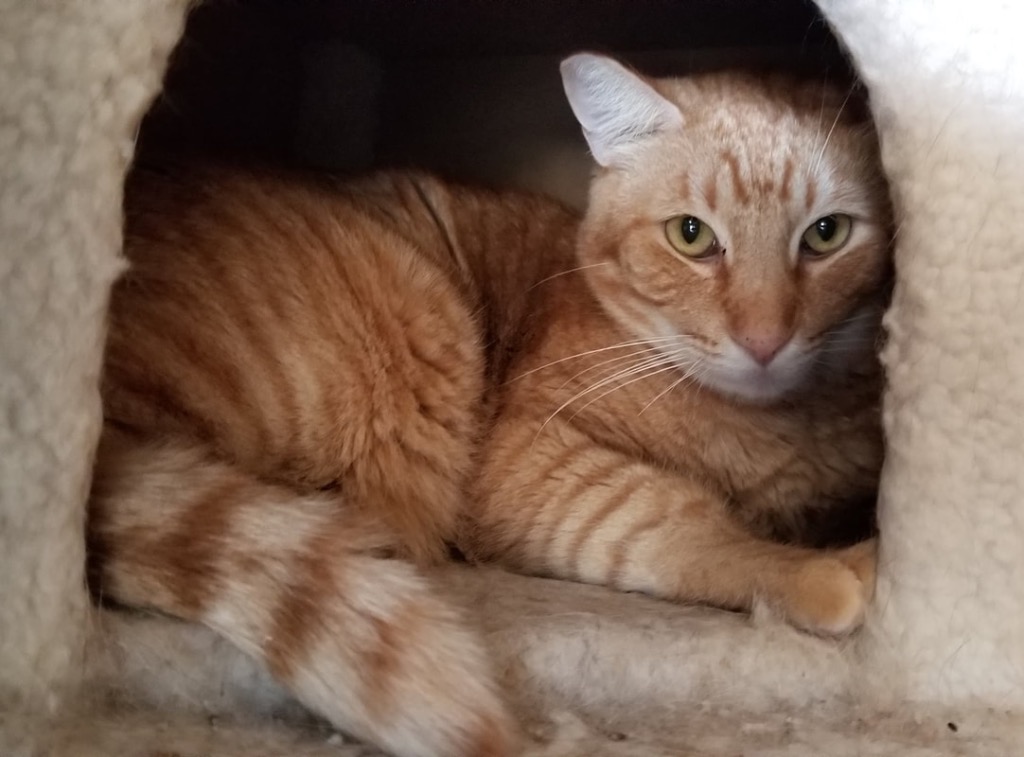 Chester, Adoptable, Adult Male Domestic Short Hair.