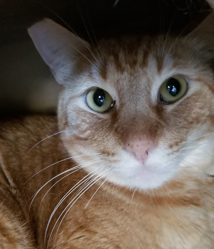 Enlarge Chester, a Adoptable Domestic Short Hair in Mira Loma, CA image 2/2