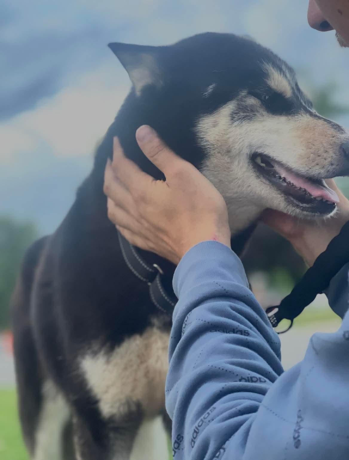 ALASKA, Adoptable, Adult Female Siberian Husky.
