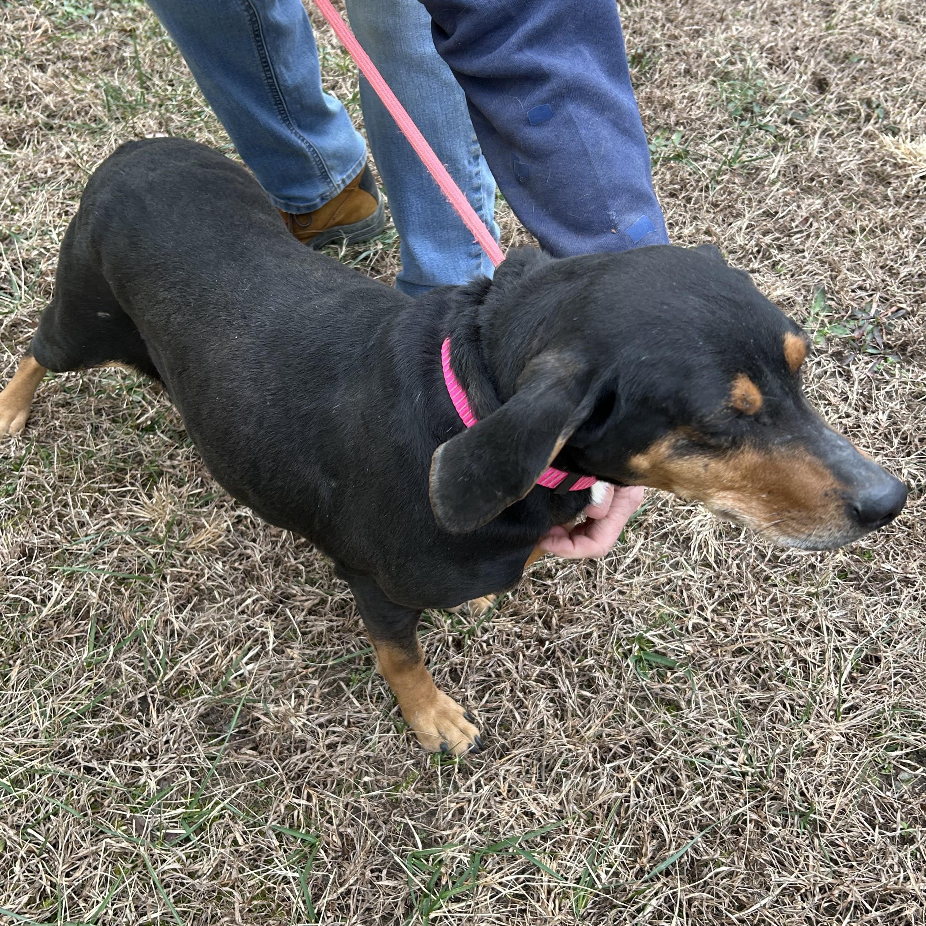 Lily, a ADOPTABLE mixed breed in Charles City, VA image 2/4