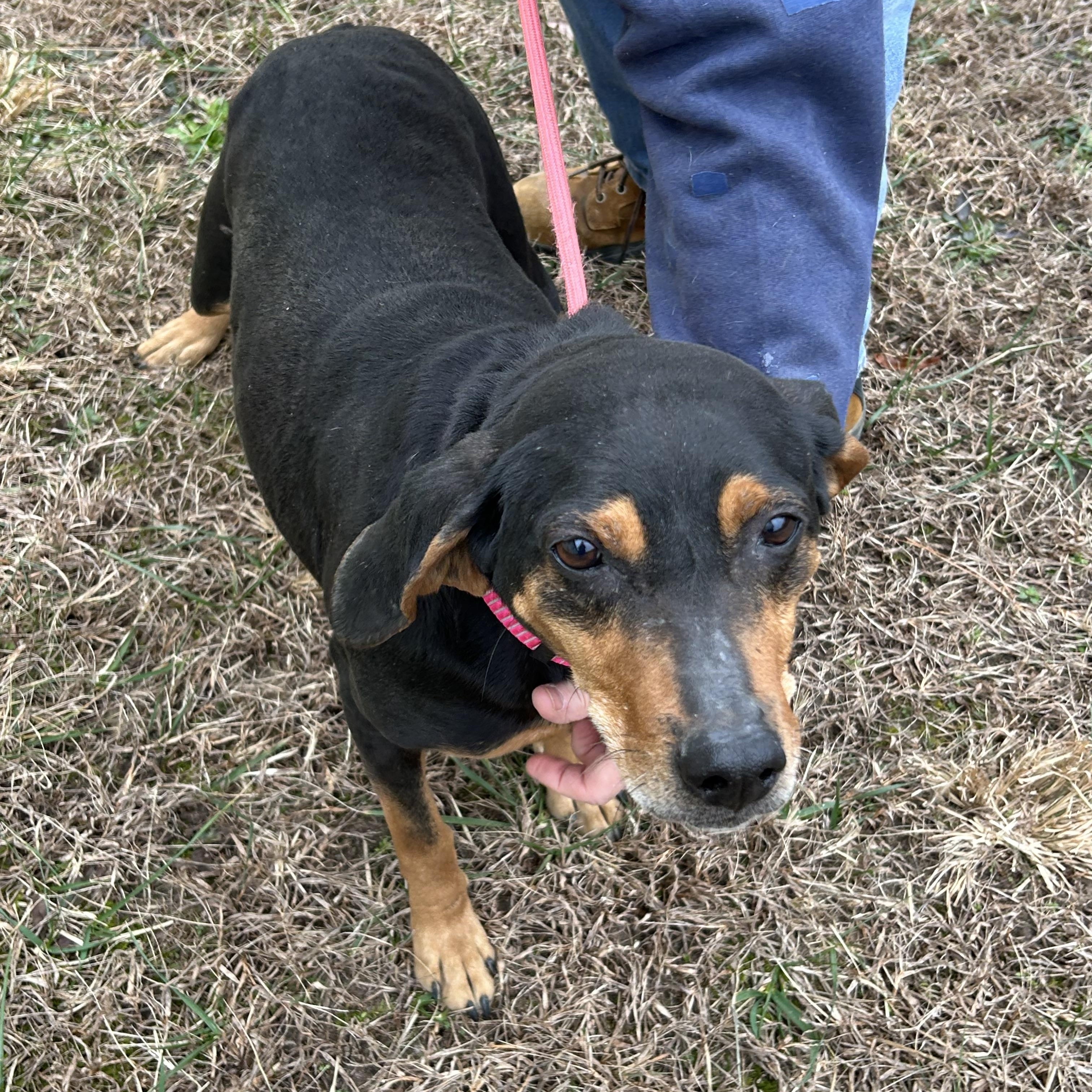 Lily, a ADOPTABLE mixed breed in Charles City, VA image 1/4