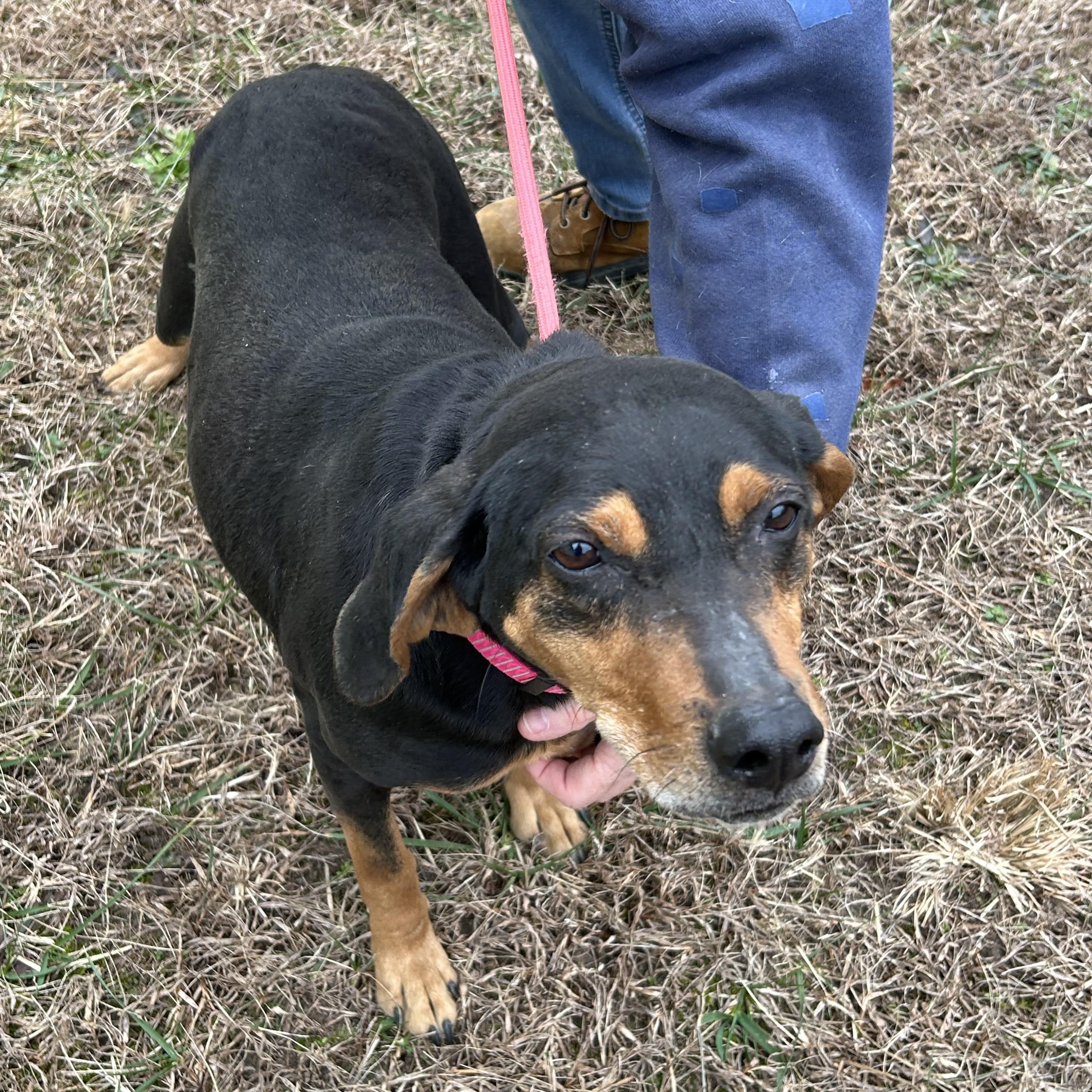 Lily, a ADOPTABLE mixed breed in Charles City, VA image 3/4