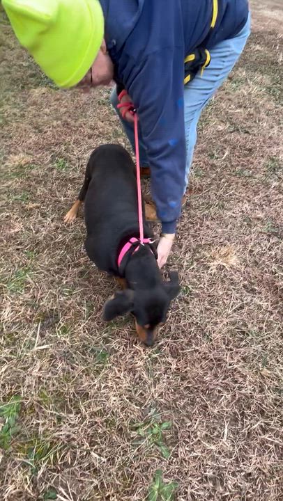 Enlarge Lily, a ADOPTABLE mixed breed in Charles City, VA video 4/4