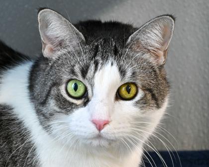 Hailey, Adoptable, Adult Female Domestic Short Hair.
