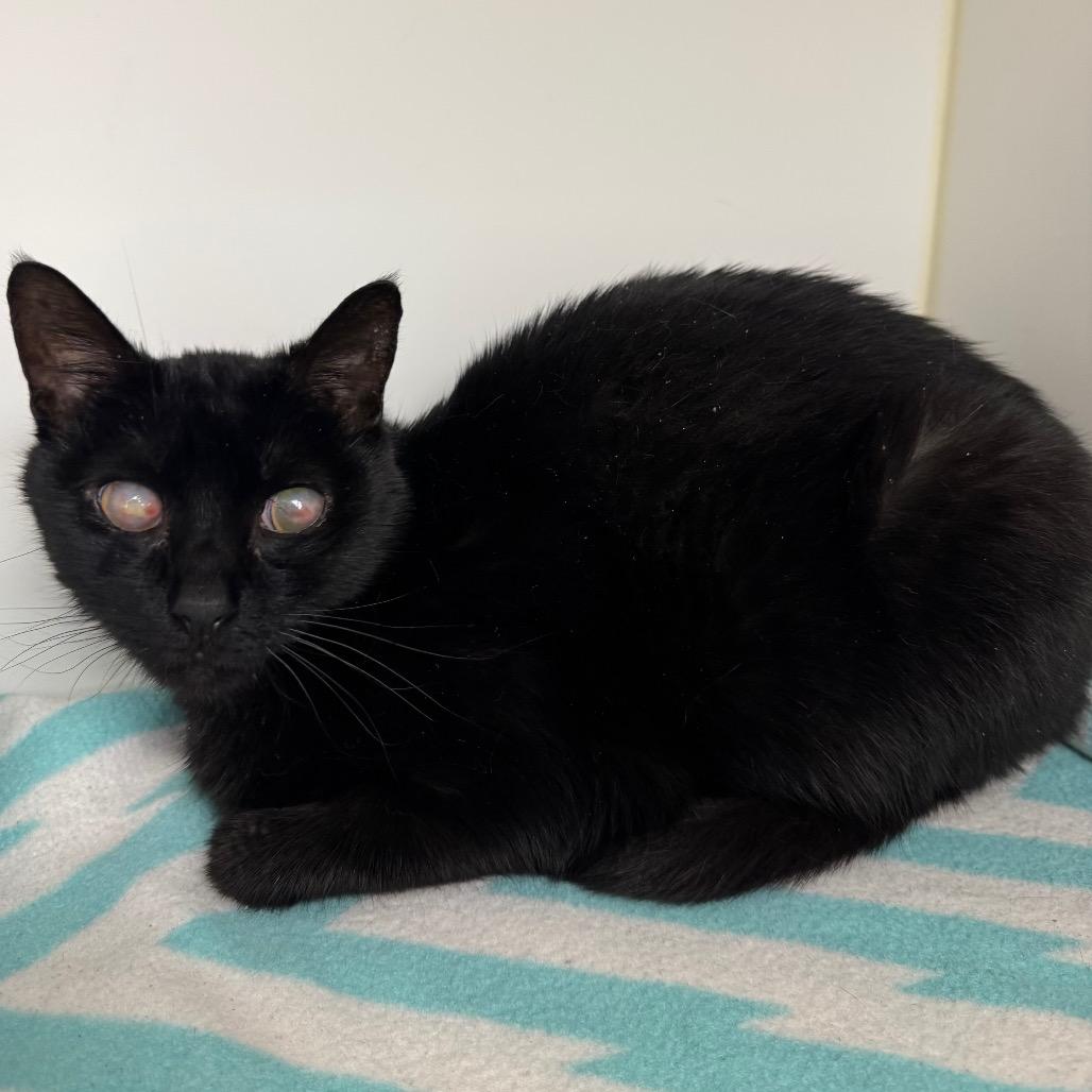 Enlarge Caton, a Adoptable Domestic Short Hair in West Palm Beach, FL image 1/6