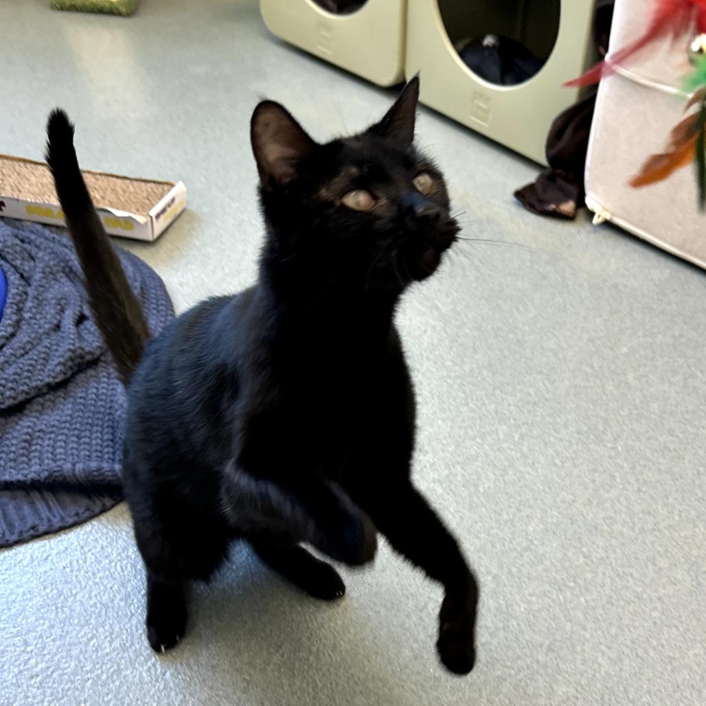 Enlarge Caton, a Adoptable Domestic Short Hair in West Palm Beach, FL image 2/6