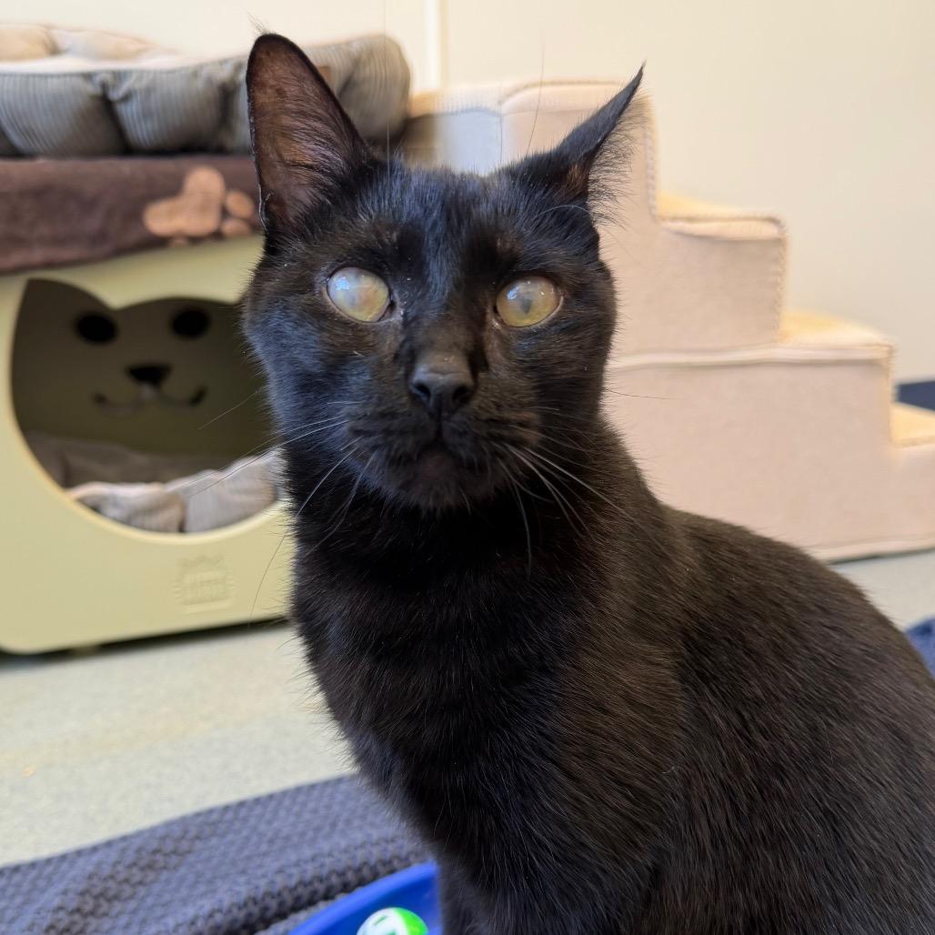 Enlarge Caton, a Adoptable Domestic Short Hair in West Palm Beach, FL image 3/6
