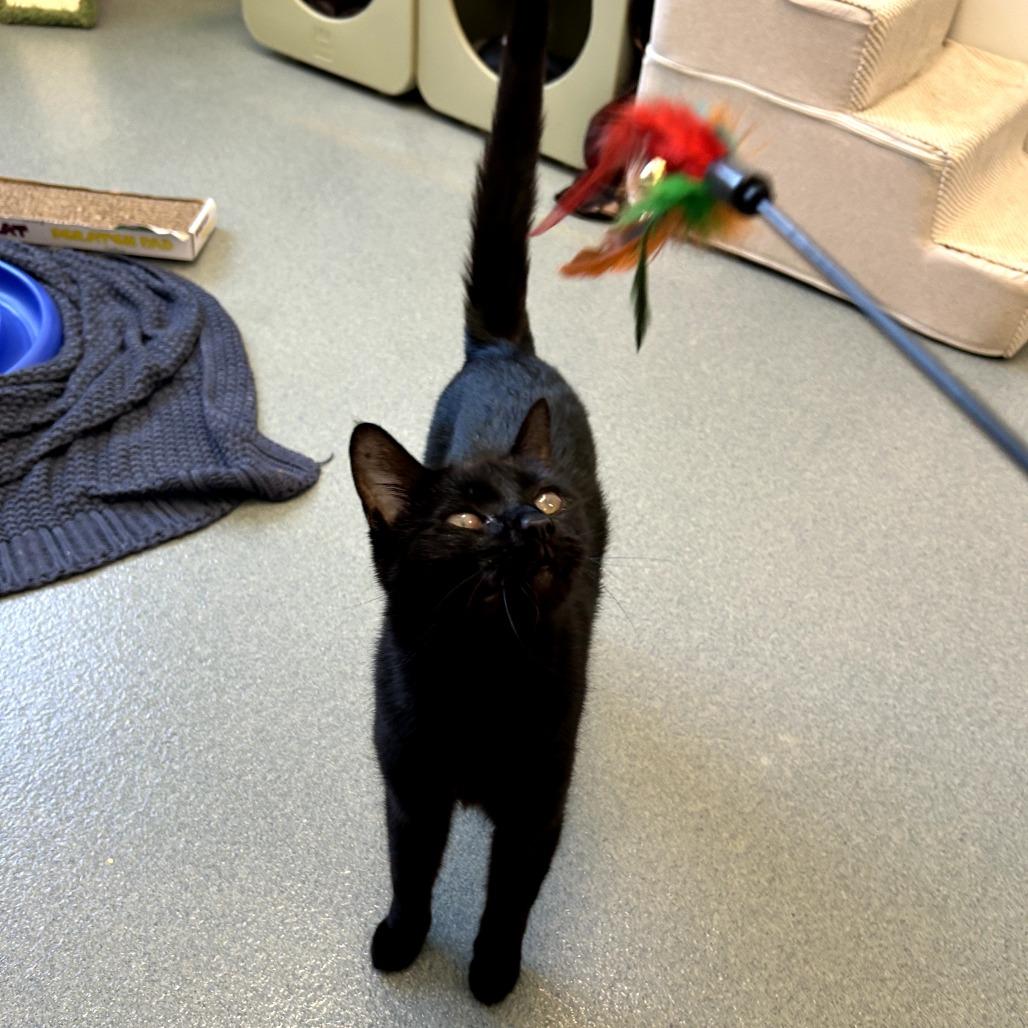 Enlarge Caton, a Adoptable Domestic Short Hair in West Palm Beach, FL image 4/6