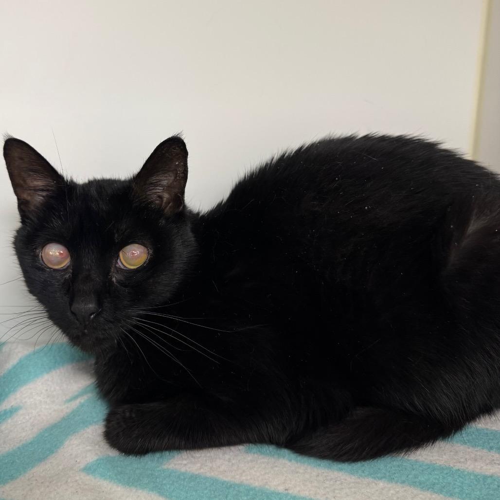 Enlarge Caton, a Adoptable Domestic Short Hair in West Palm Beach, FL image 5/6