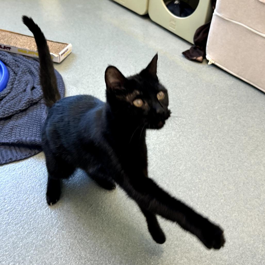 Enlarge Caton, a Adoptable Domestic Short Hair in West Palm Beach, FL image 6/6