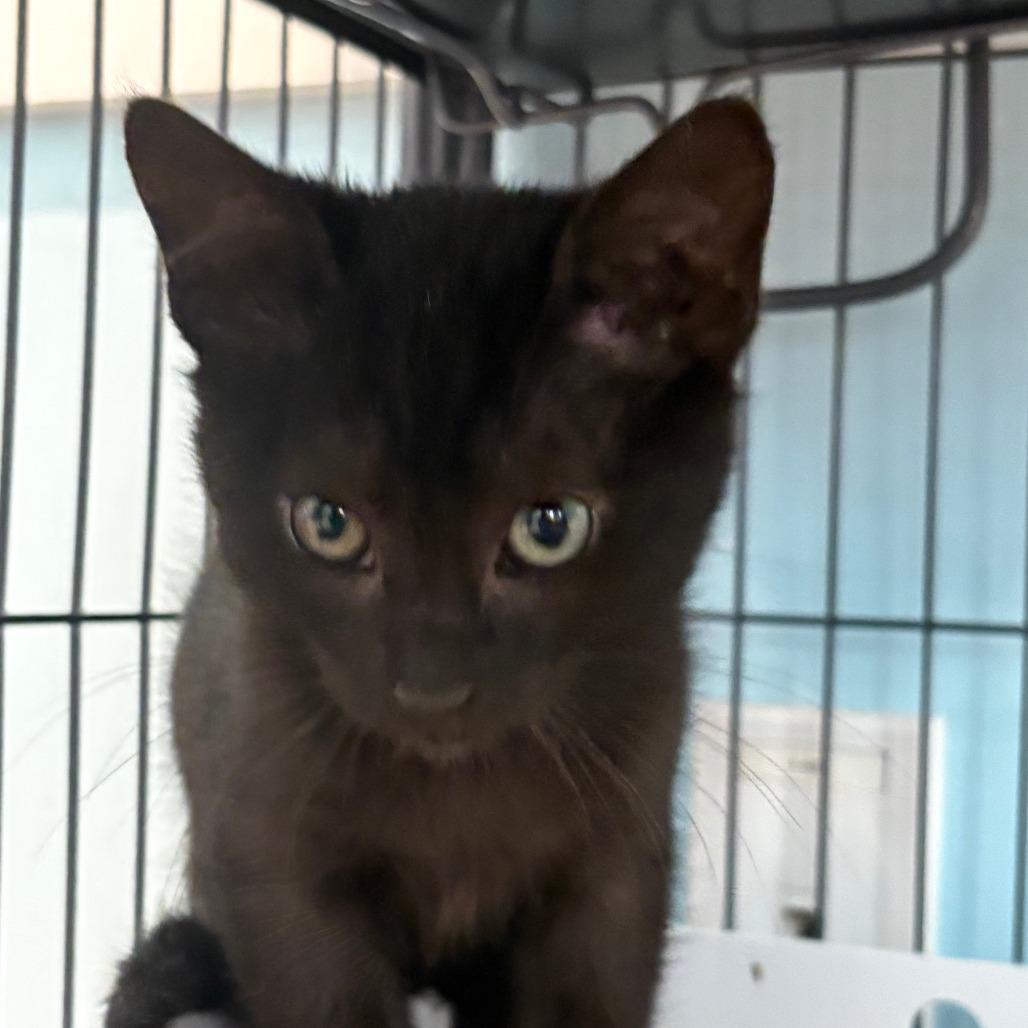 Voodoo, Adoptable, Kitten Male Domestic Short Hair.