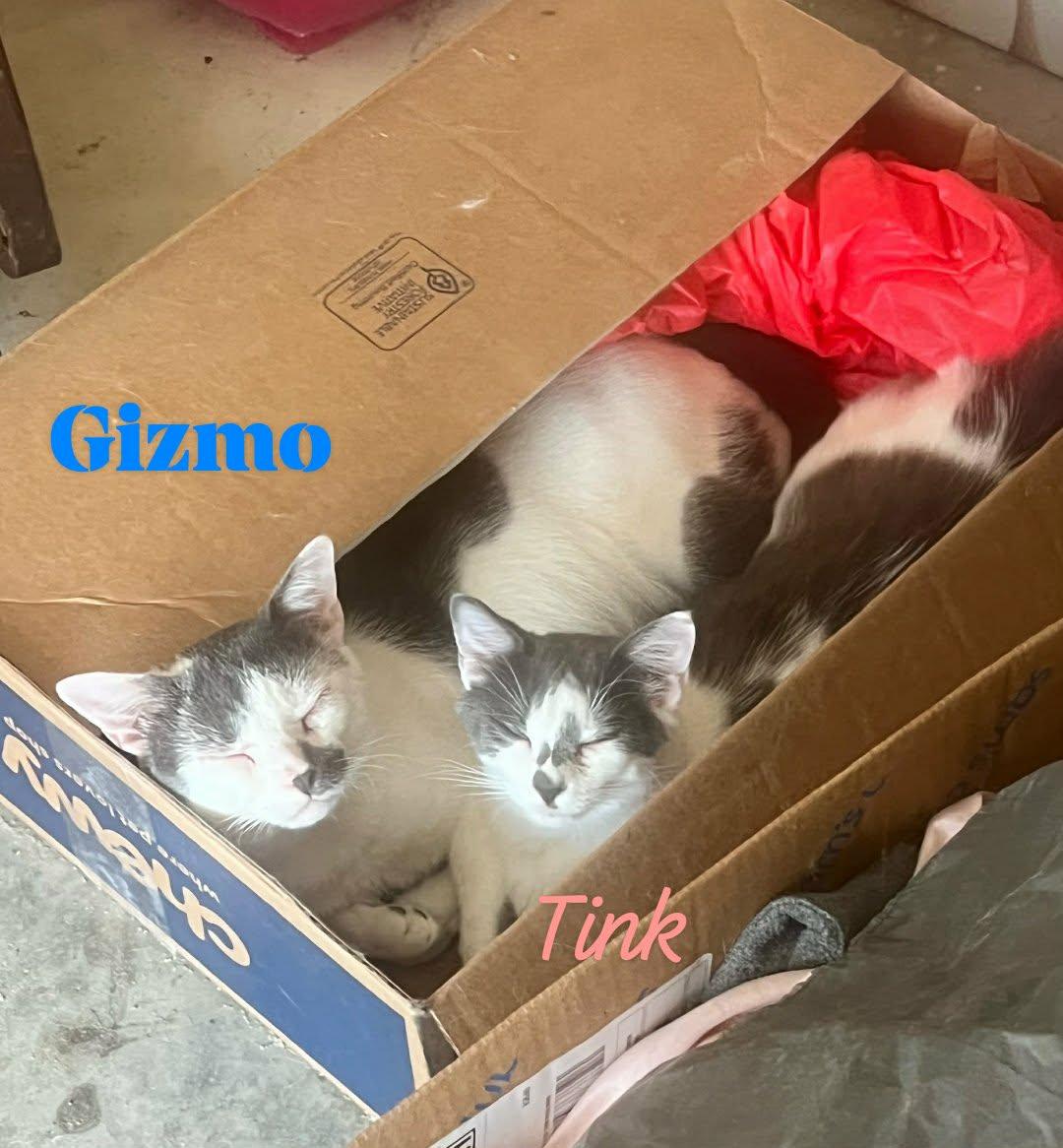 Tink, Adoptable, Young Female Domestic Medium Hair.