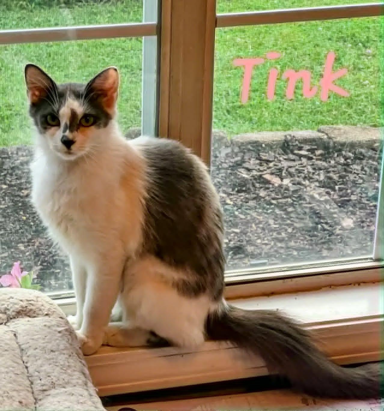 Enlarge Tink, a Adoptable Domestic Medium Hair in Randolph, AL image 2/3