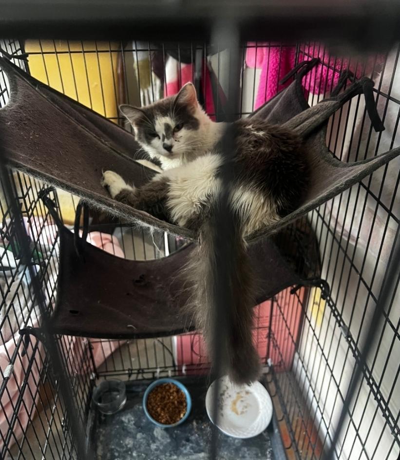 Enlarge Tink, a Adoptable Domestic Medium Hair in Randolph, AL image 3/3