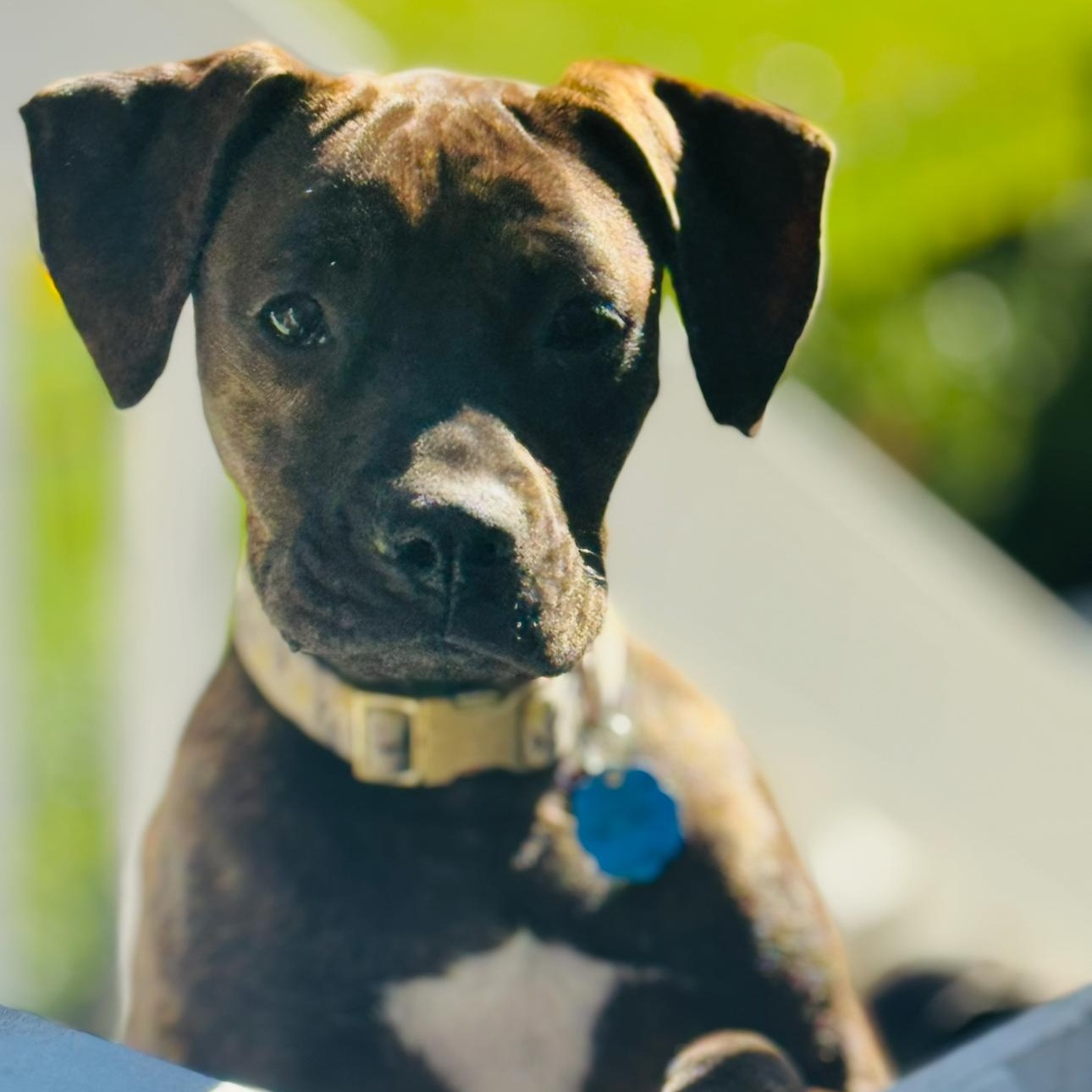 Scarlett, a Adoptable mixed breed image 1/6