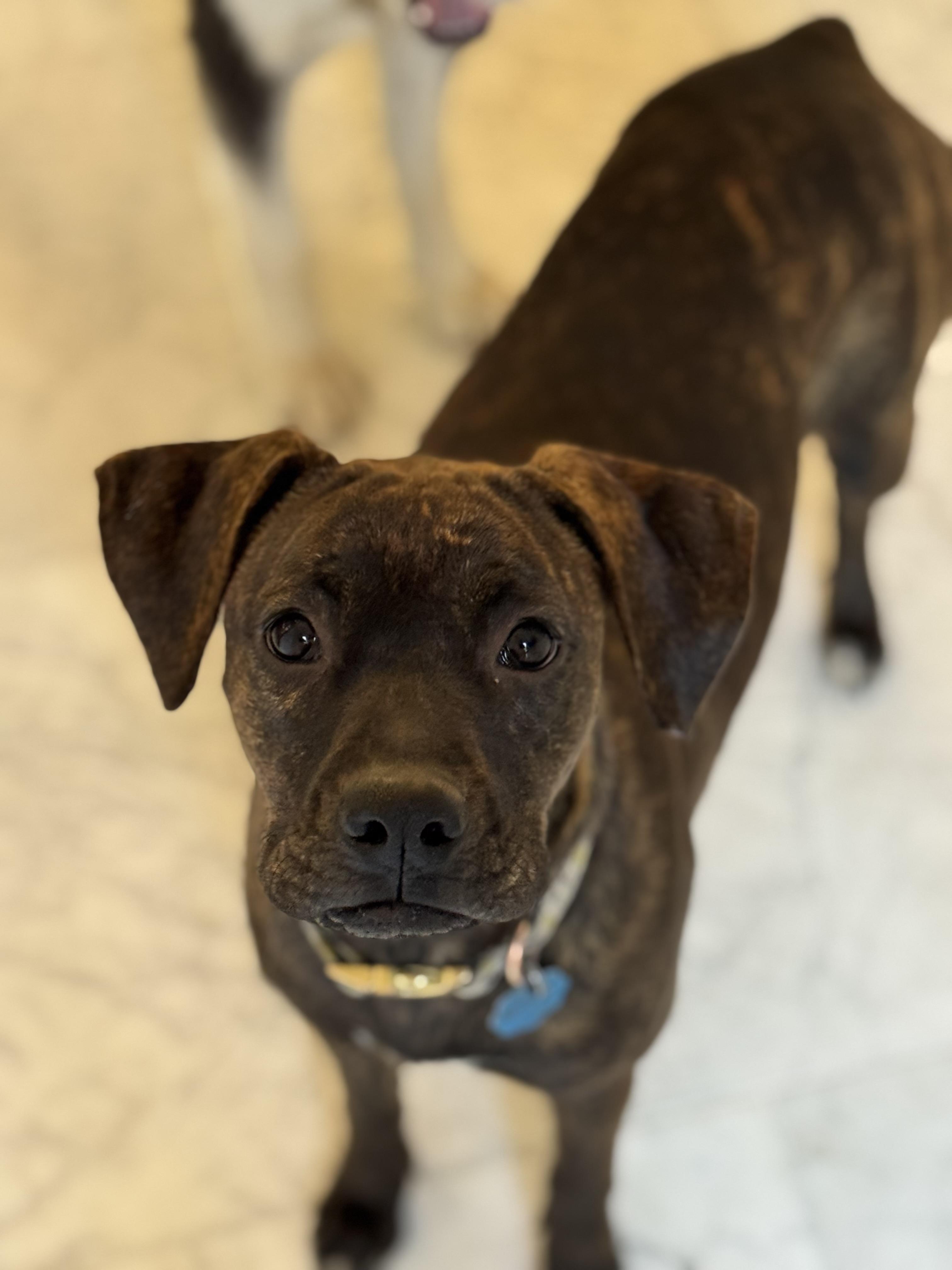 Scarlett, a Adoptable mixed breed image 2/6