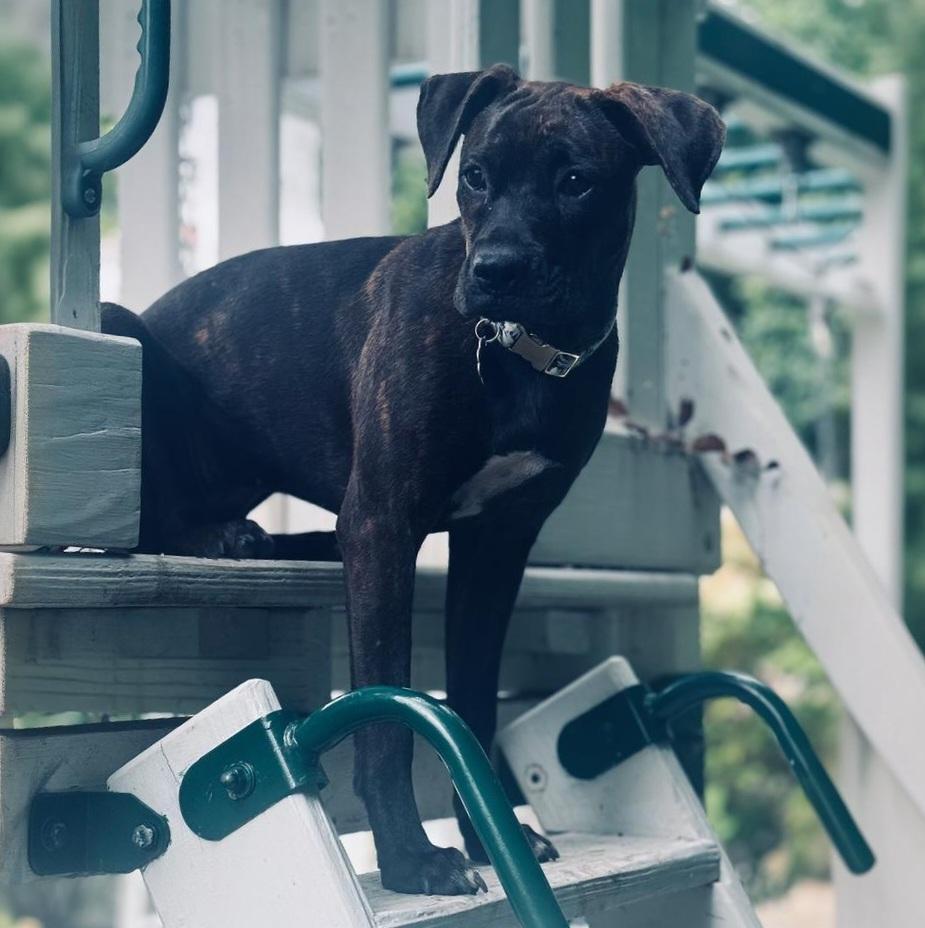 Scarlett, a Adoptable mixed breed image 6/6