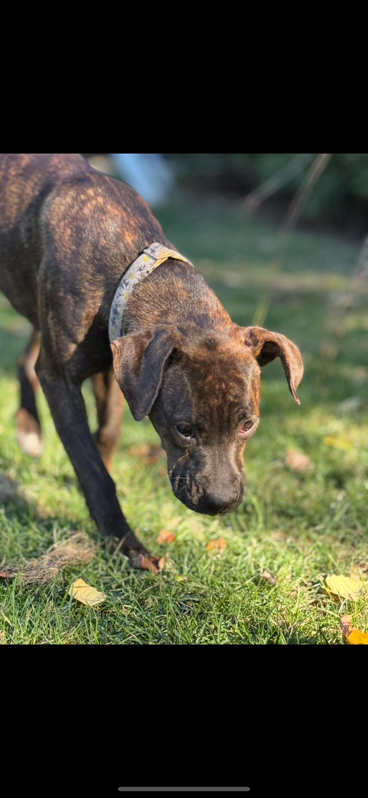 Scarlett, a Adoptable mixed breed image 3/6