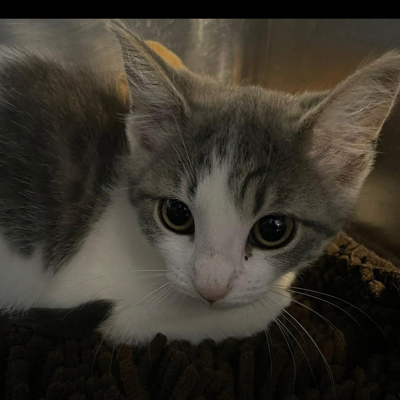 Omelet, Baby Female Domestic Short Hair