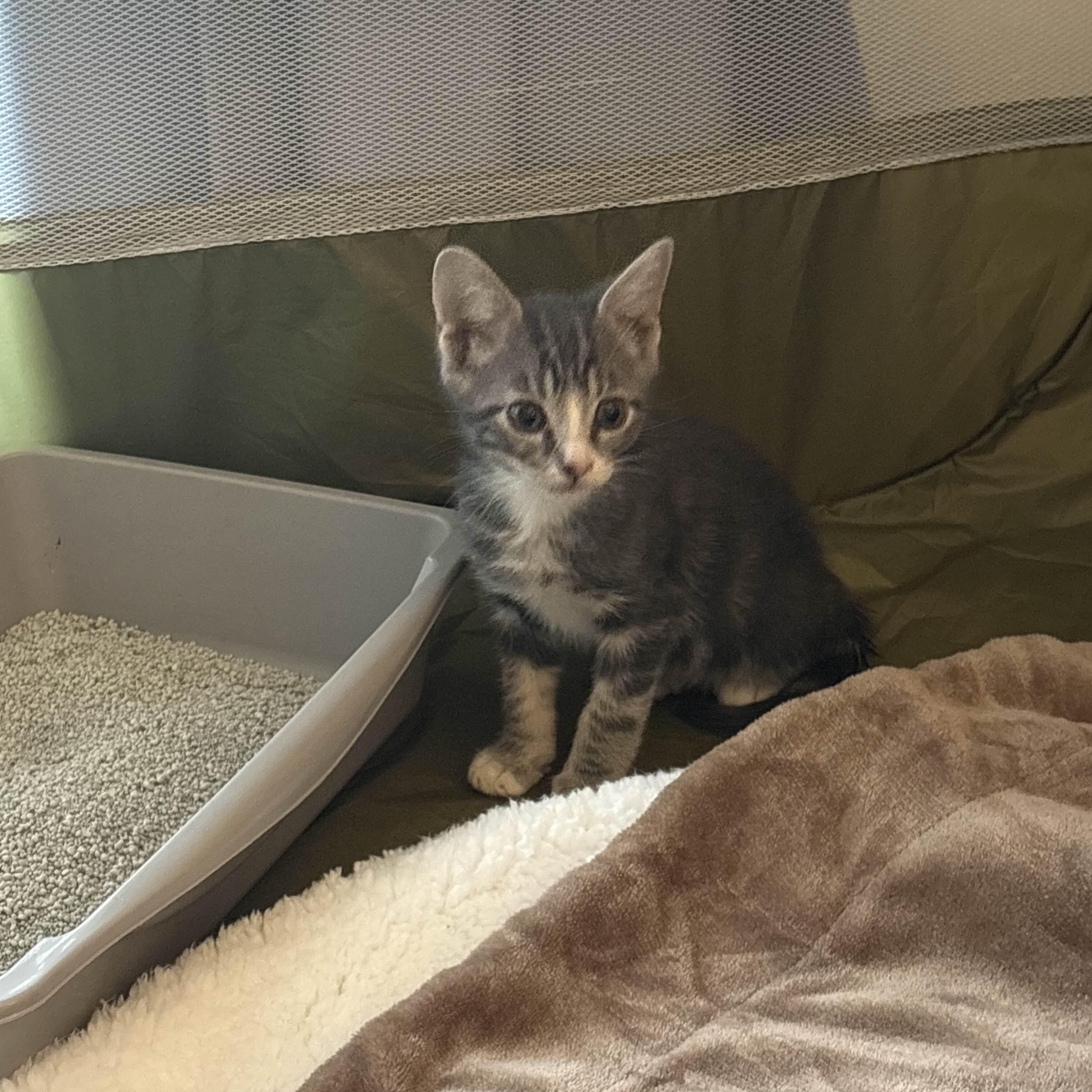 Enlarge Mini Cooper, an adopted Domestic Short Hair in Weehawken, NJ image 3/3