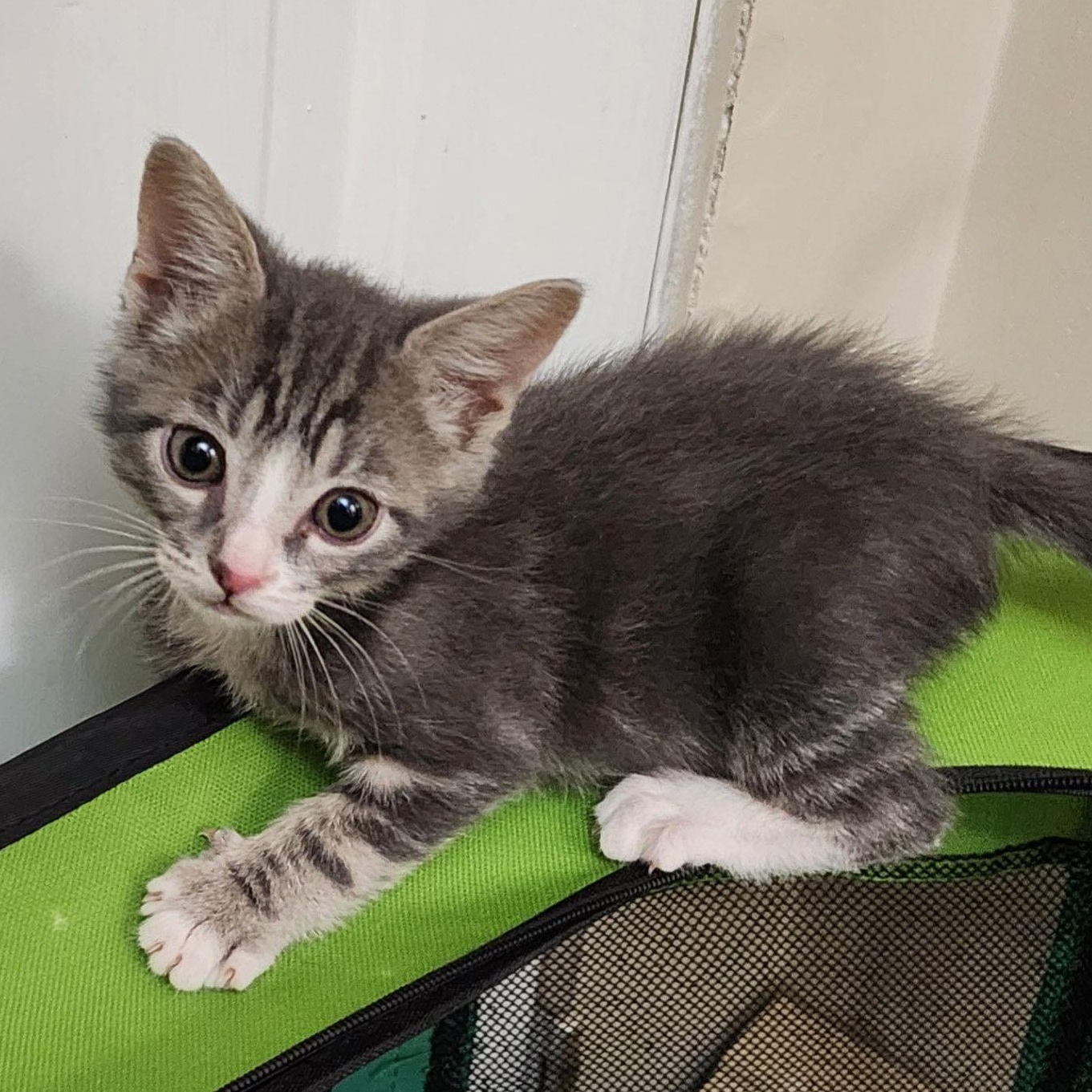 Mini Cooper, adopted, Kitten Male Domestic Short Hair.