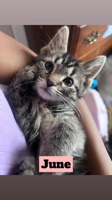 June, ADOPTABLE, Kitten Female Domestic Short Hair.