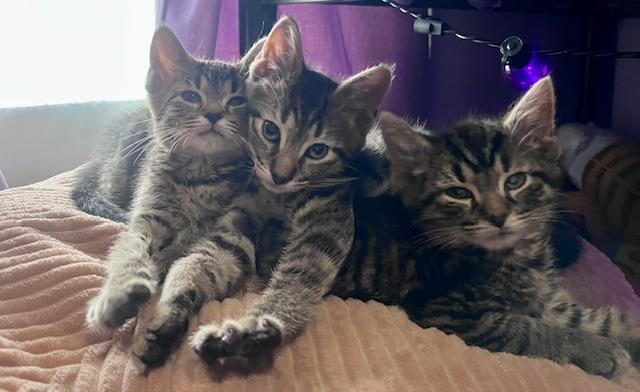 Enlarge June, a ADOPTABLE Domestic Short Hair in Cleveland, OH image 2/3