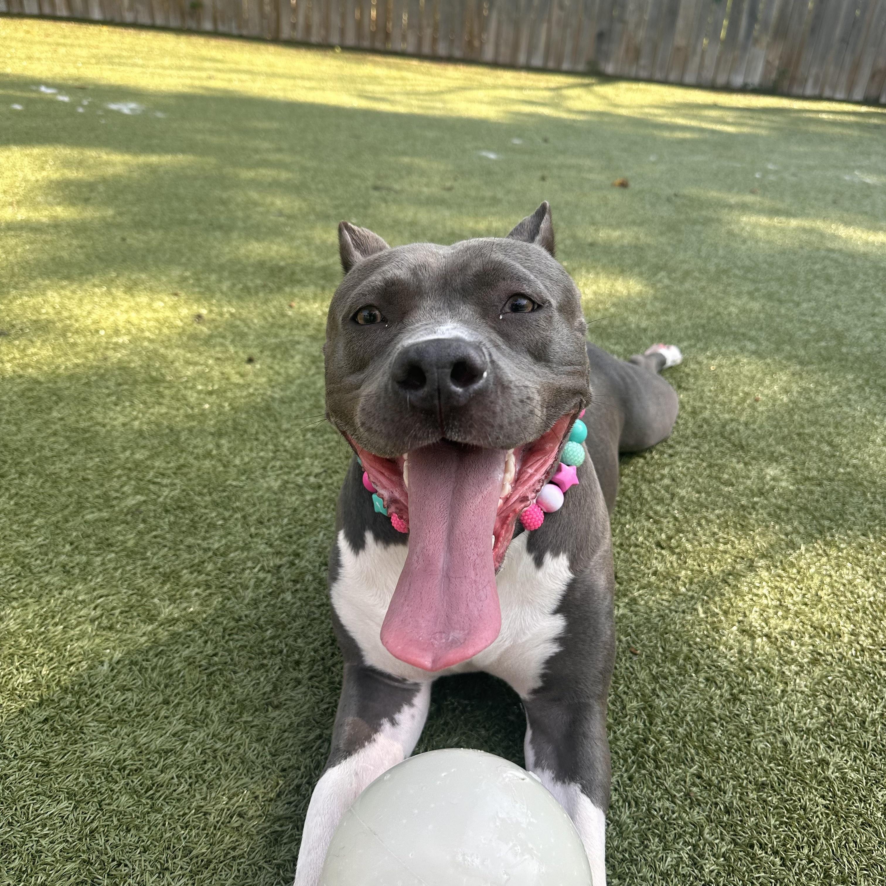 Lady Bird, Young Female Pit Bull Terrier