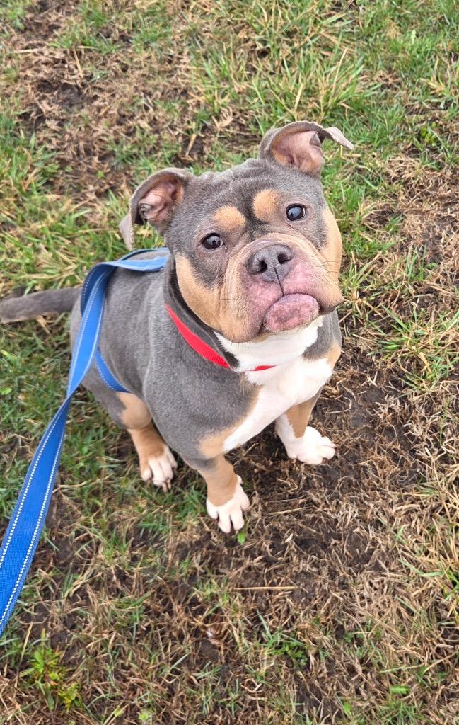 Reese, Adoptable, Young Female Pit Bull Terrier & Mixed Breed.