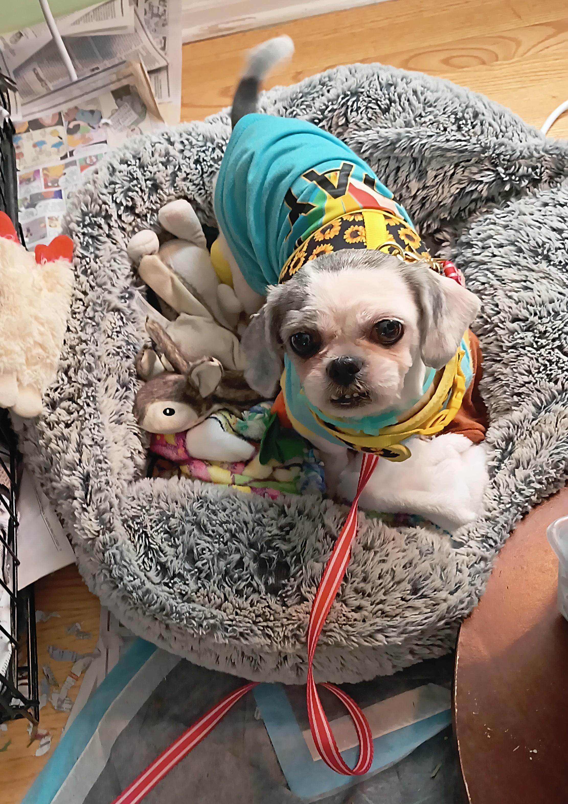 Minnie. ADOPTED, an adopted Shih Tzu in Union Grove, WI image 2/5