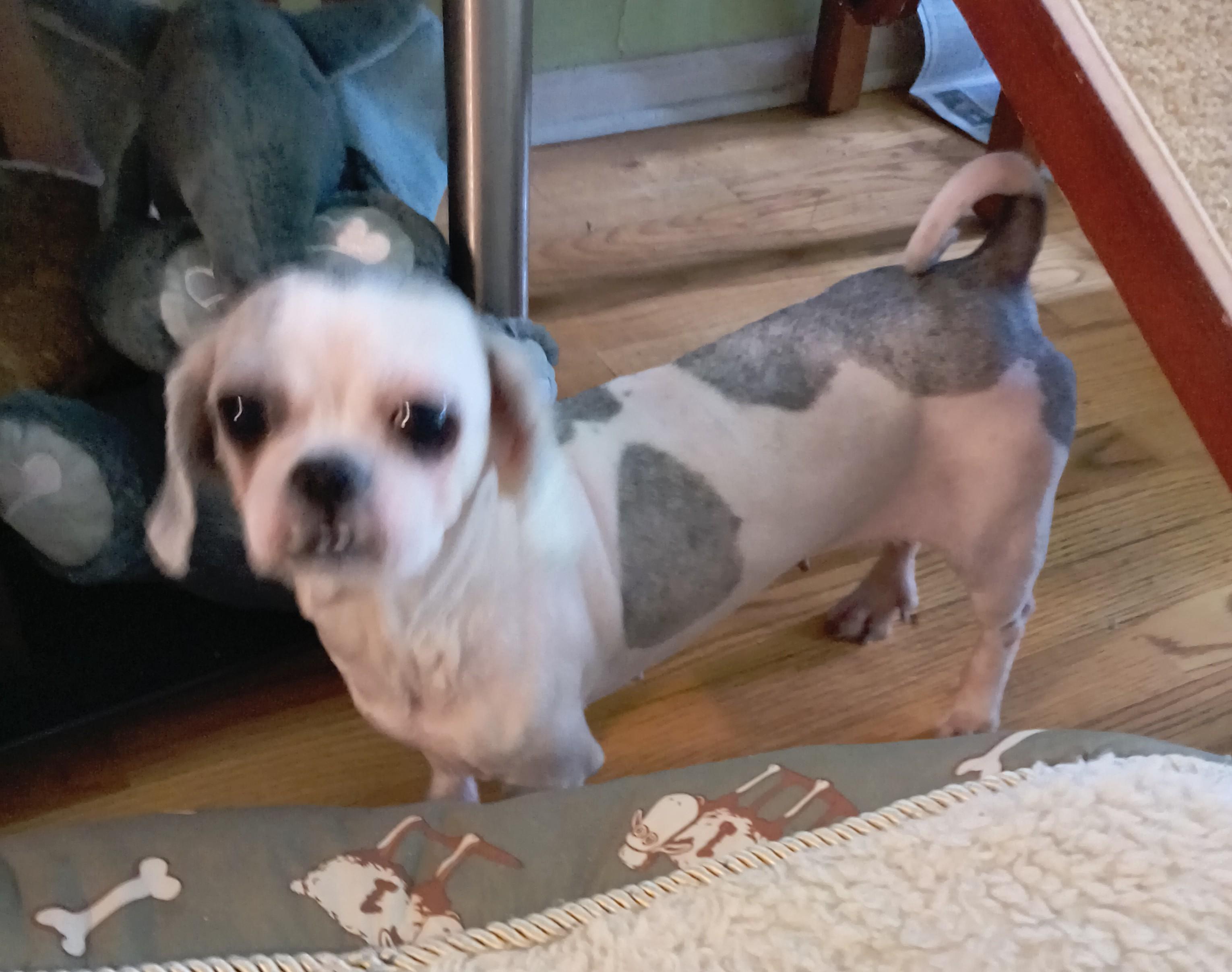Minnie. ADOPTED, an adopted Shih Tzu in Union Grove, WI image 1/5