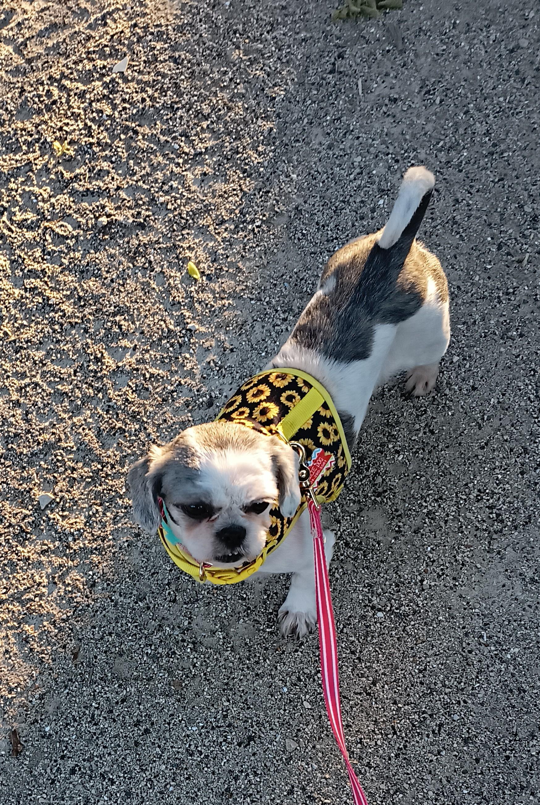 Minnie. ADOPTED, an adopted Shih Tzu in Union Grove, WI image 4/5