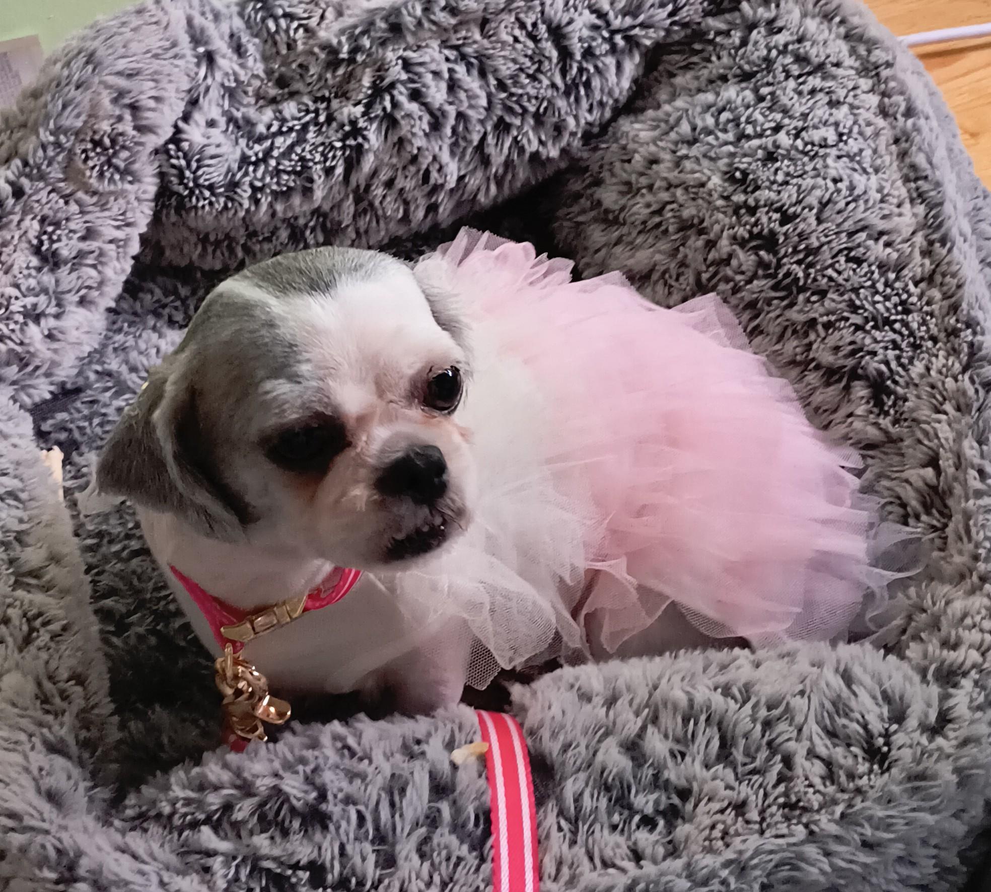 Minnie. ADOPTED, an adopted Shih Tzu in Union Grove, WI image 5/5
