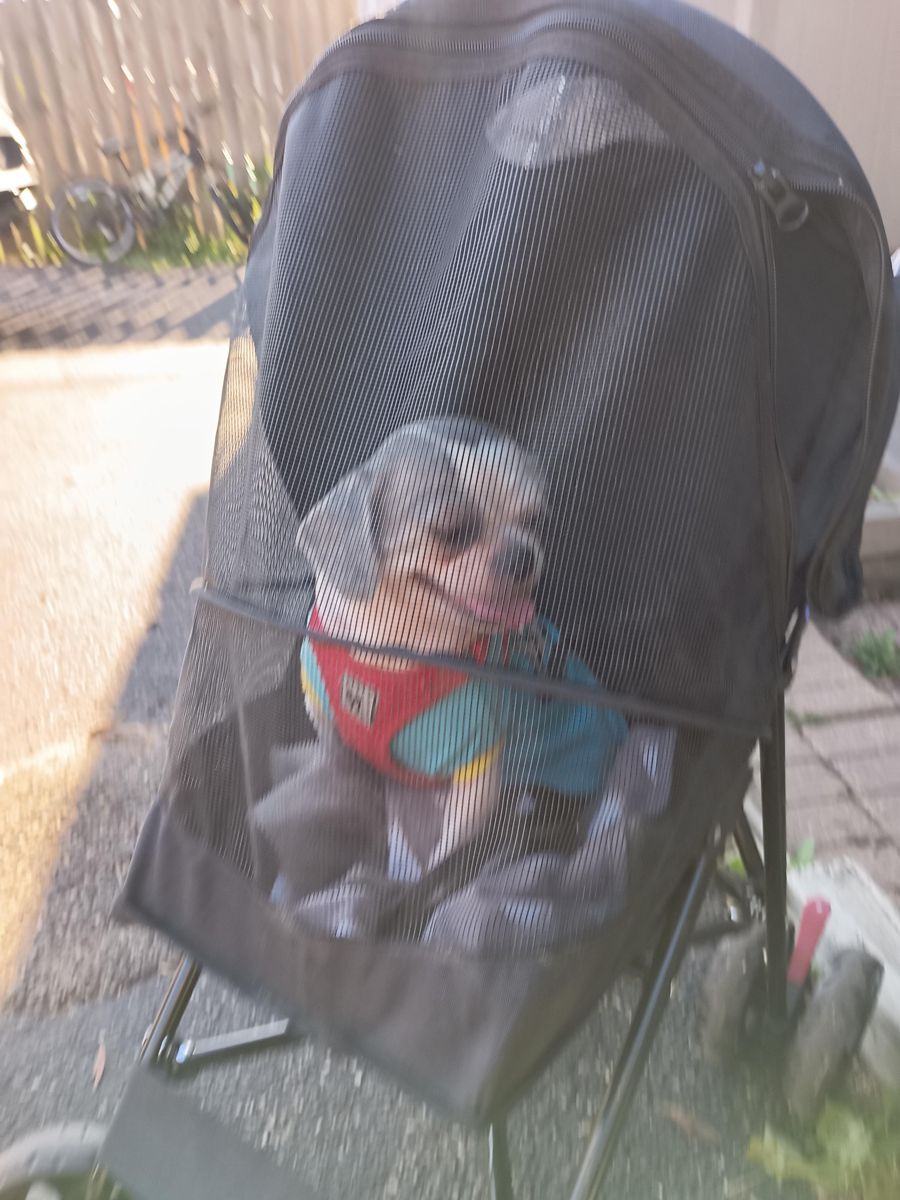 Minnie. ADOPTED, an adopted Shih Tzu in Union Grove, WI image 3/5