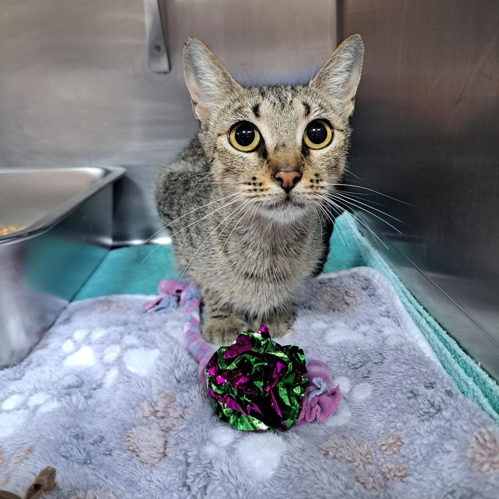 Glama, Adoptable, Adult Female Domestic Short Hair.