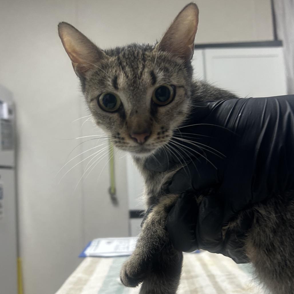 Enlarge Glama, a Adoptable Domestic Short Hair in Pensacola, FL image 2/2
