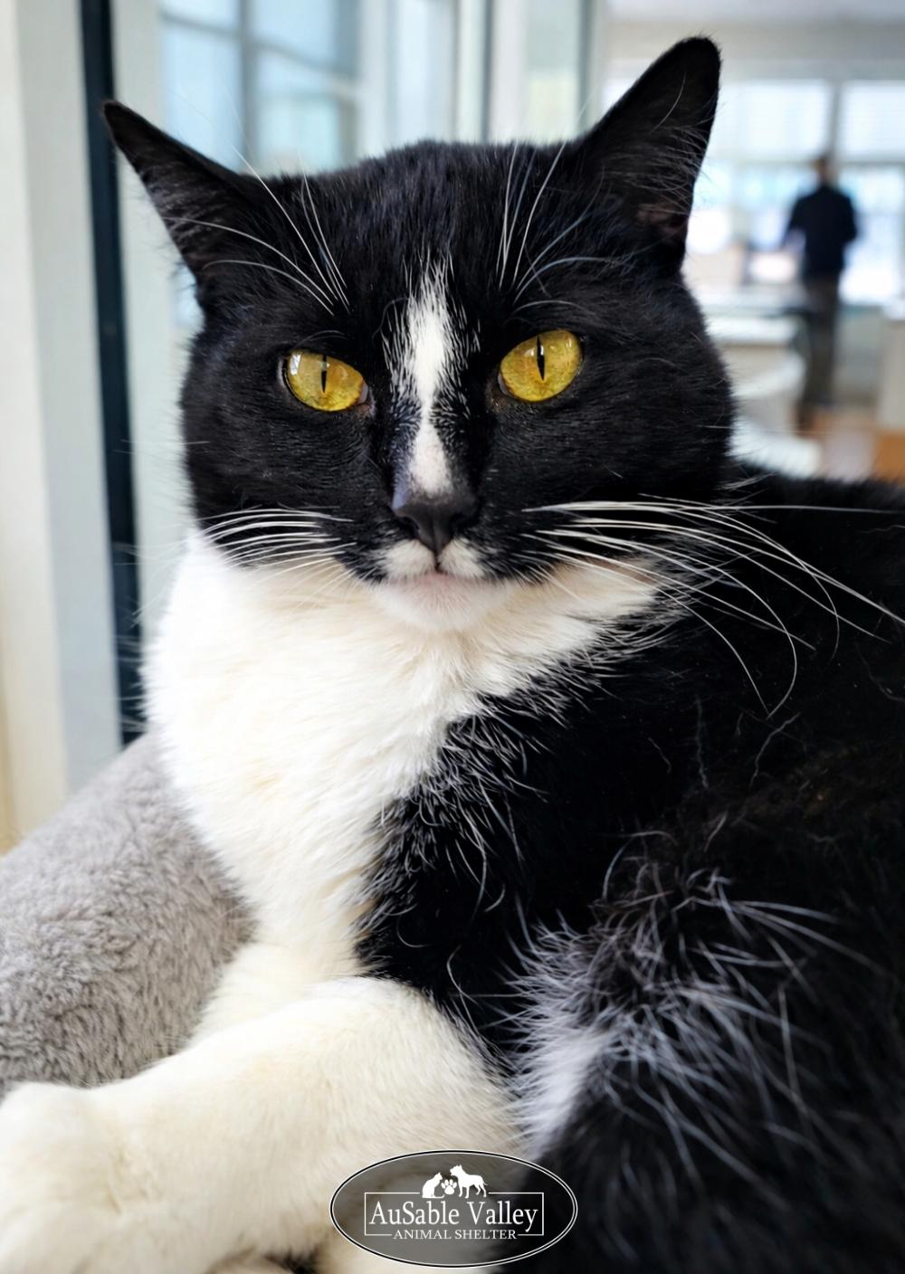 Enlarge Lucky , an adopted Domestic Medium Hair in Grayling, MI image 2/6