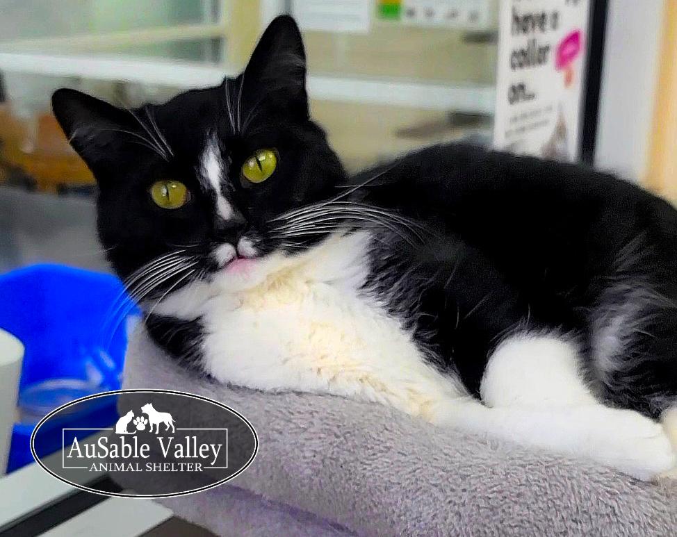 Enlarge Lucky , an adopted Domestic Medium Hair in Grayling, MI image 5/6