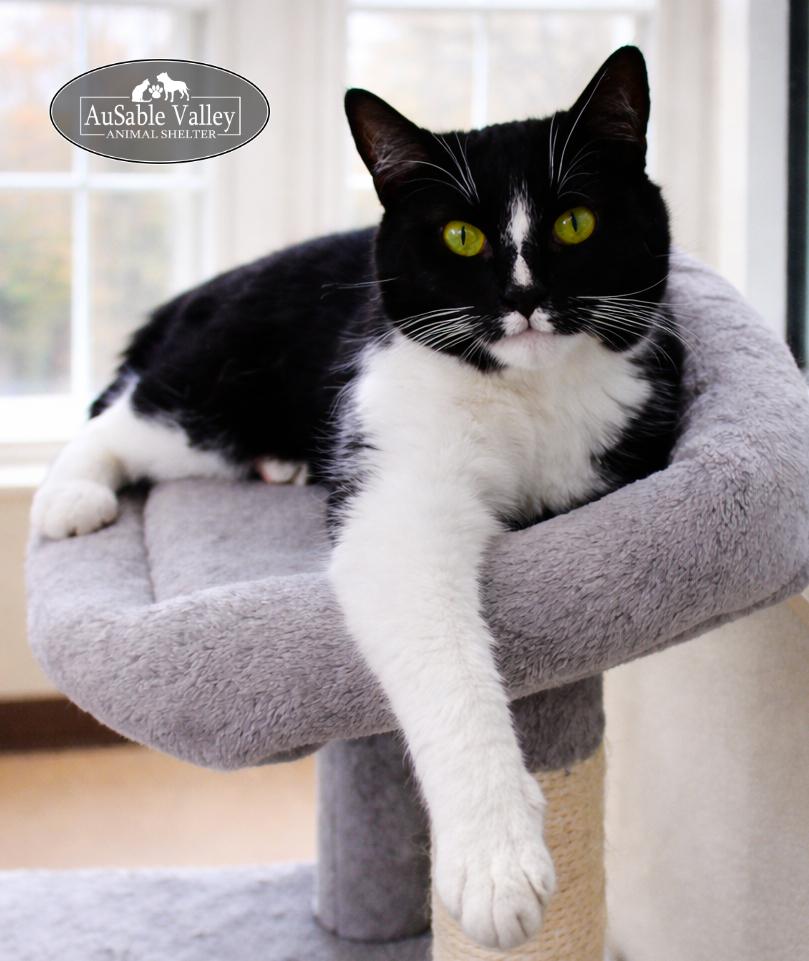 Enlarge Lucky , an adopted Domestic Medium Hair in Grayling, MI image 1/6