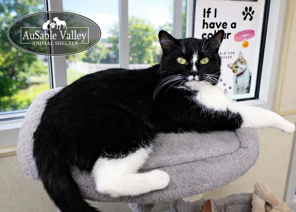 Enlarge Lucky , an adopted Domestic Medium Hair in Grayling, MI image 6/6