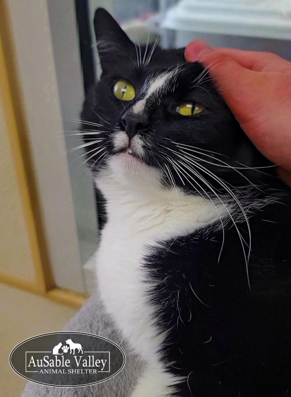 Enlarge Lucky , an adopted Domestic Medium Hair in Grayling, MI image 3/6