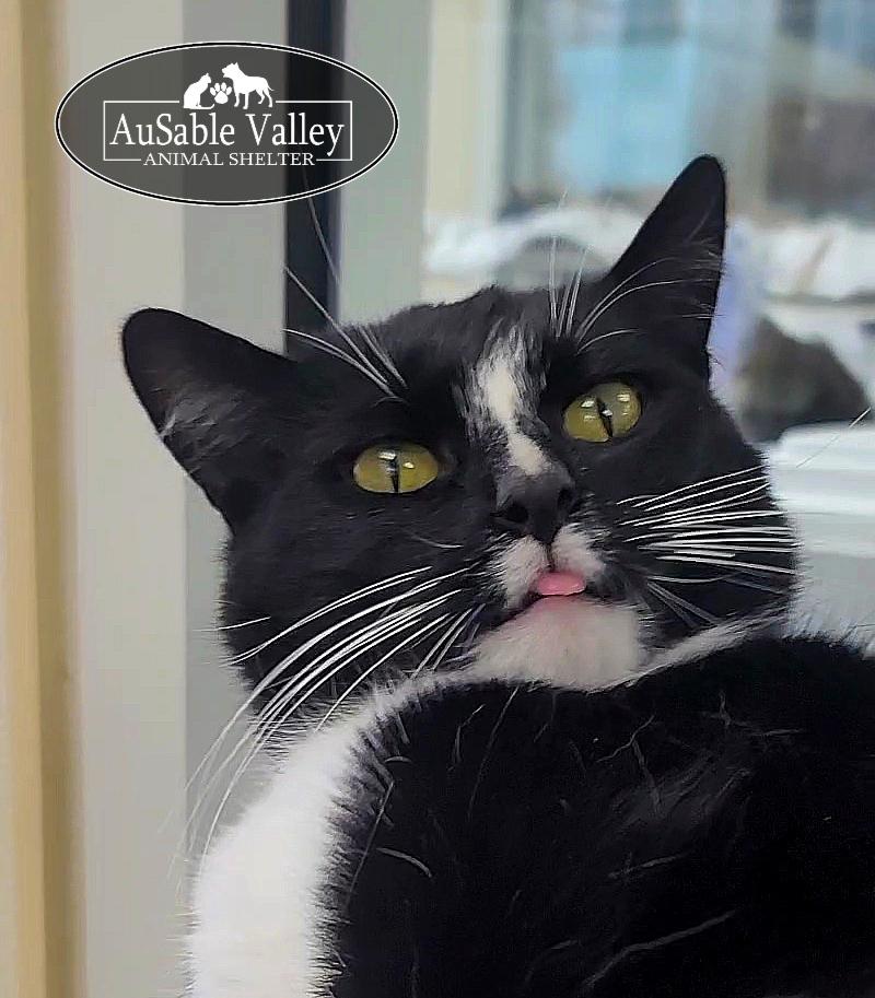Enlarge Lucky , an adopted Domestic Medium Hair in Grayling, MI image 4/6